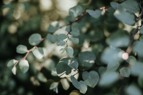 Danette Dollison-Johnson