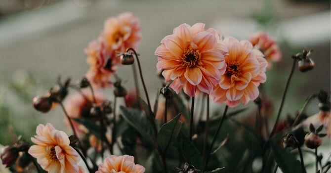 Group Therapy with Andra Aitken